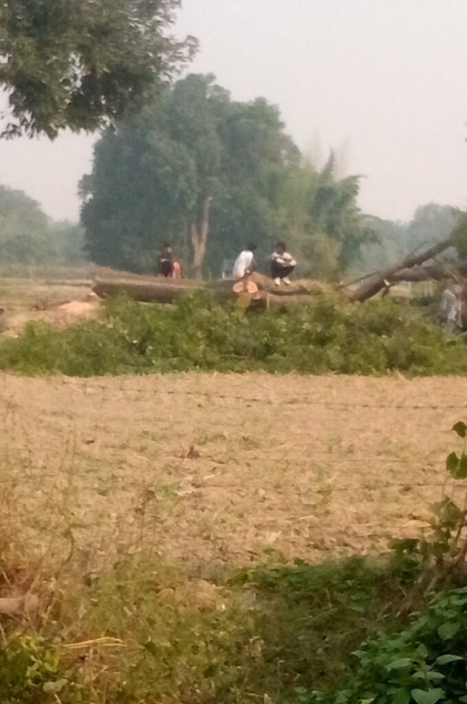बिना रोक टोक चल रहा है हरे पेड़ों पर आरा 1 fnqqcr